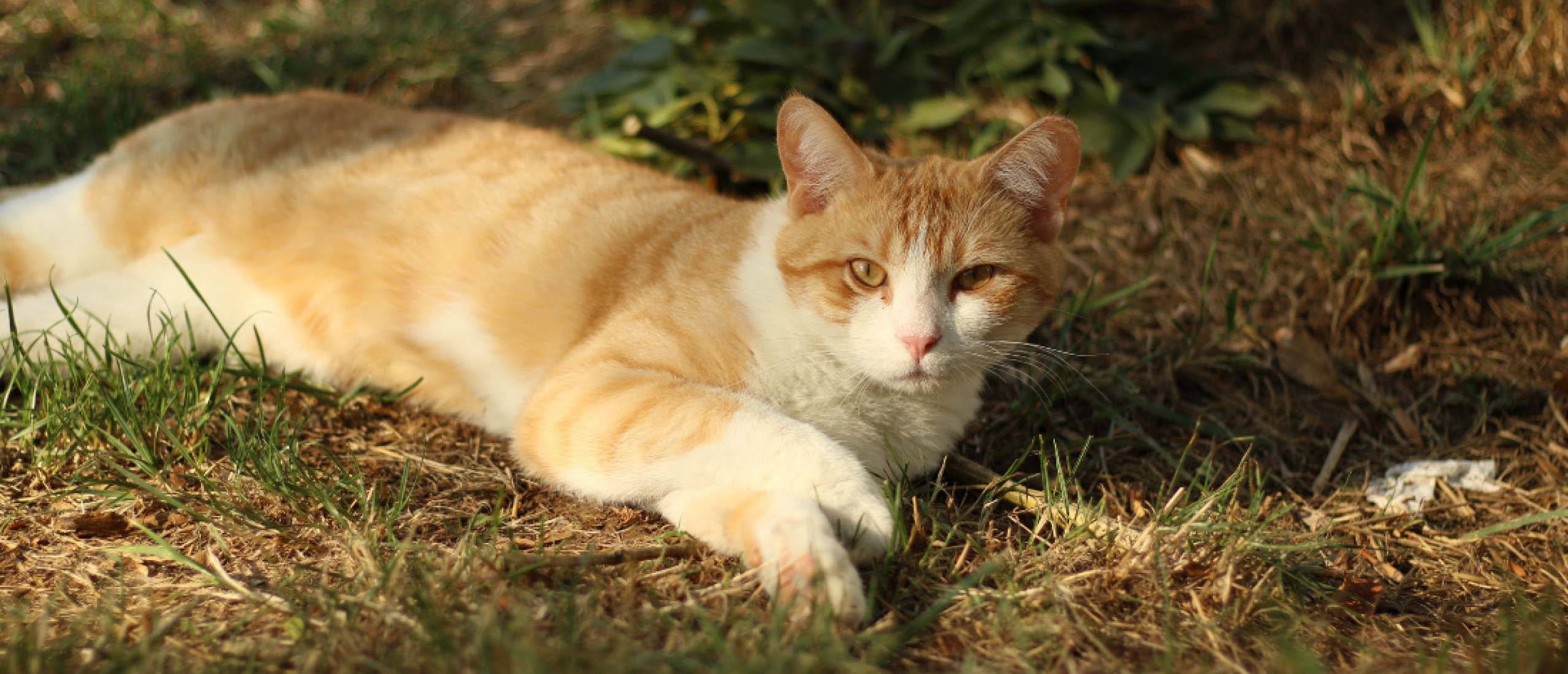 Misbruik Indringing Gezicht omhoog Katten uit je tuin houden - Growing Green Fingers