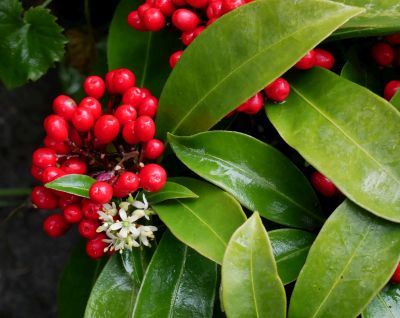 Skimmia japinica Reevesiana