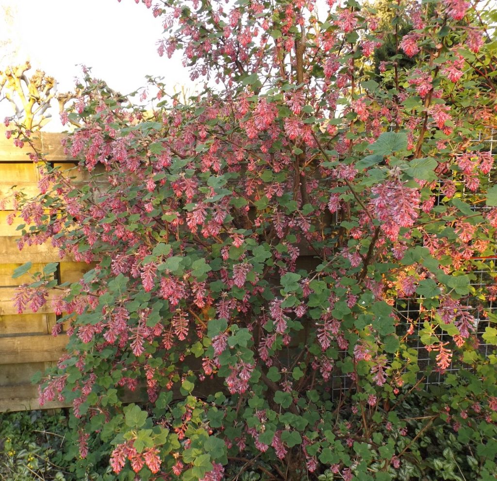 Rode Ribes