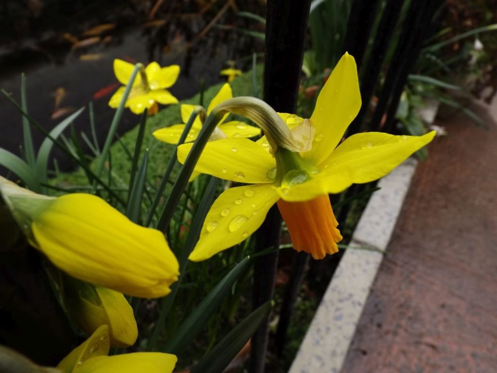Narcis