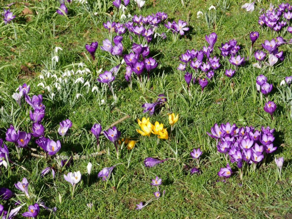 Krokus