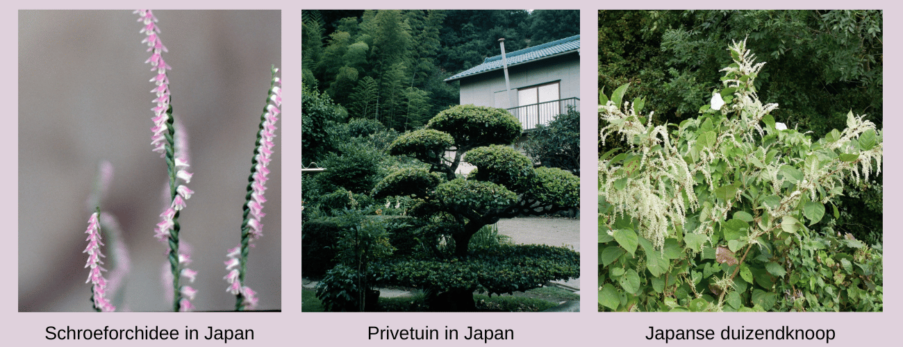 japanse planten