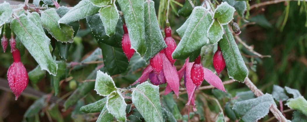 overwinteren van planten